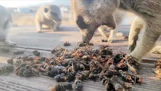 Meerkat eats Asian giant hornet