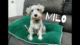 Meet Milo | Dog Mom Life