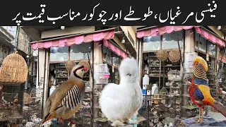 Fancy Hens,Fancy Pigeons, Teetar and Green Ringneck Parrot at College Road Birds Market Rawalpindi