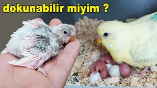 What happens if you touch a baby budgie?