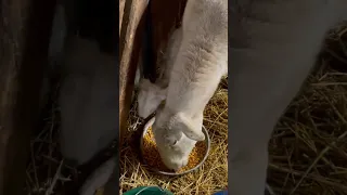 Newborn Katahdin Cross Lambs