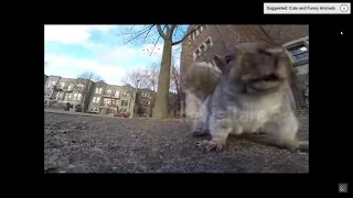 Squirrel steals GoPro and carries it up a tree (UN-FILTERED)