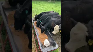 Peek’s Peak Angus Beef Cattle - Afternoon Feed