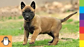 Para los amantes de Malinois 🔥 Increíble, lindo y divertido perros Malinois Belgas