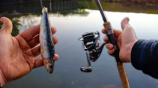 Deadbait Fishing for River PIKE!