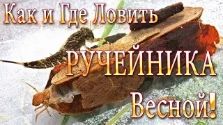 Как и Где Ловить Ручейника Весной! Лучшая Наживка для Рыбалки!