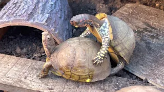 Three-Toed Box Turtles mating