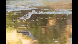 Worth Protecting: Desert Springs Monitoring in Joshua Tree