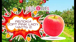 Яблоко PiNK LADY часть 2