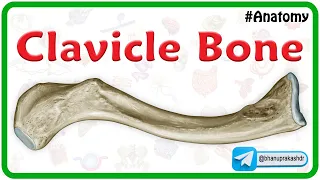 Clavicle Bone Anatomy Animation : Bony landmarks and Development