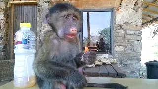 Amazing Talking Baby Baboon! Must see...