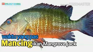 Mangrove jack || Waktu Mancing yang Pas ikan Mangar atau Bangbangan