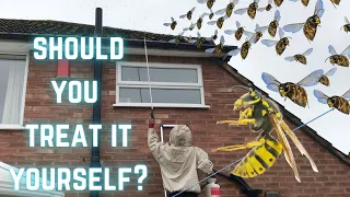 Treat that wasp nest yourself? Leave your wasp nest to die out naturally? THINK TWICE BEFORE U DO!!