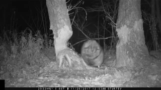 Fat Beaver - Falling Tree - Maine