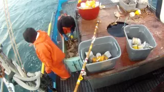 Commercial Dungeness Crab Fishing