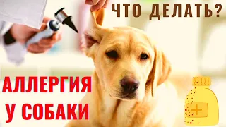 🐕🐾📝 Аллергия у собак: причины, виды и методы лечения