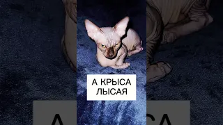 Почему лысая кошка Сфинкс плачет sphynx