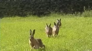 4 Yorkshire Hares - midsummer madness