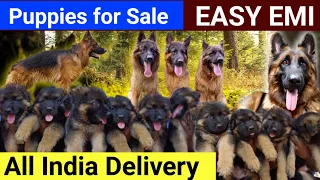 German Shepherd puppies | german shepherd dogs | puppies for sale near me | price list | Namma MKG