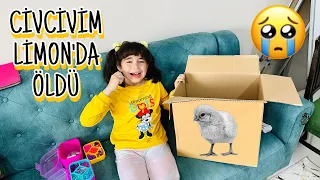 OLAMAZ LİMON ÖLMÜŞ !! AMA LİMON BÜYÜMÜŞTÜ !! HADİ ARKADAŞININ YANINA GÖTÜRELİM!!