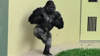 シャバーニ半端ないって Shabani is awesome ! Gorilla