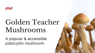 Golden Teacher Mushrooms: What You Need To Know