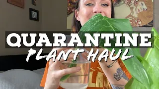 Houseplant Haul | Quarantine Purchases Edition