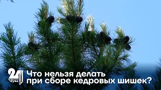 Что нельзя делать при сборе кедровых шишек?