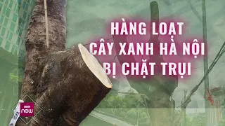 Xót xa cảnh tượng loạt cây xanh lâu năm ở Hà Nội bị chặt trơ trụi, dân lên tiếng bức xúc | VTC Now