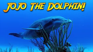 The Search for Jojo the Friendly Wild Dolphin! (Family Dive Adventure!)