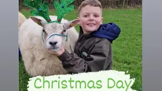 Christmas day! farm #beltex #farming #sheep #agriculture #youngfarmers @juniorshepherds3485