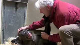 60 year old DYING Chimp RECOGNIZES old Keeper!! - Emotional Video (2017)