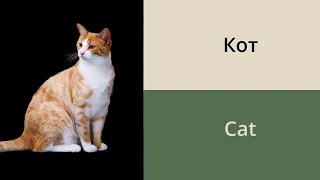 Names of animals in Russian // Russian vocabulary for beginners