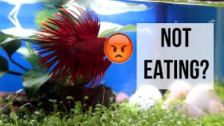 Betta FIsh NOT Eating? (STEP BY STEP Solution To Save Your Betta)