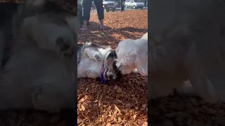 #shorts #dogshorts #dogpark #corgi #cotondetulear