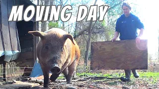 The Art Of Moving Pigs