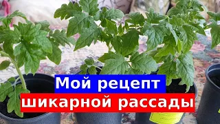 Мой рецепт шикарной рассады: мощные корни, зеленые листья и здоровый вид