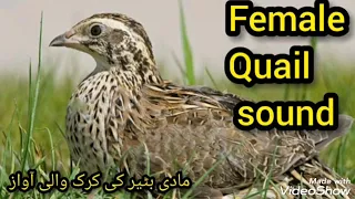 females common quail sound in hunting /by kathia plus tv