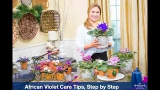 AFRICAN VIOLET PLANT CARE TIPS, STEP BY STEP/ SHIRLEY BOVSHOW