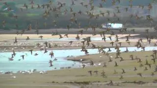 Golden Plover Flock in Flight at Hayle Estuary - Wildlife in Cornwall - Pluvier doré