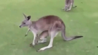 Детеныш кенгуру прячется в сумку маме.