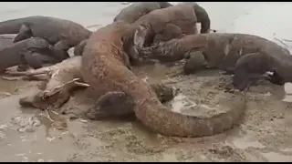 Komodo Dragon Chasing and Eat Alive Deer On The Beach - The real wildlife