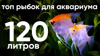 Топ рыбок для аквариума 120 литров