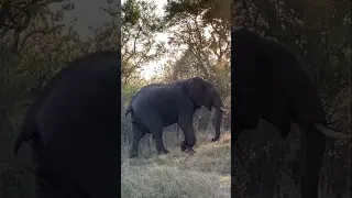 A cheeky young elephant in khwai Botswana #botswanatourism #offroad #botswanasafari #wildlife