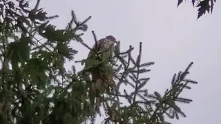 Young Osprey Calling