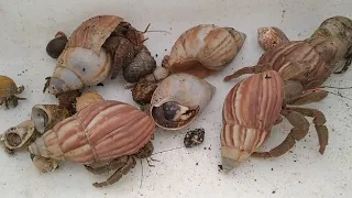 menemukan kelomang besar 😱, mencari dan menemukan kelomang kecil, kepiting 🦀 kecil, hermit crab