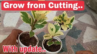 How to propagate starlight ficus, how to grow starlight ficus from Cutting
