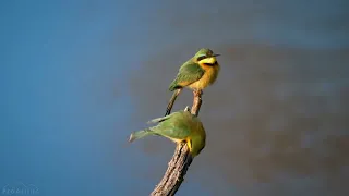 4K 10 bit color Amazing African Birds. Part 1