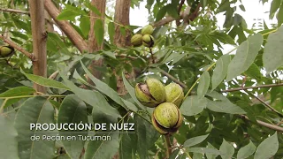 SIEMBRA Y COSECHA TV: Producción de nueces de pecán en Tucumán