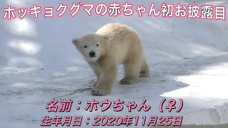 【ホッキョクグマの赤ちゃん】天王寺動物園にて「ホウちゃん」の初お披露目【動物の赤ちゃん】